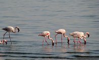 Flamingo leukste zeilboot huren